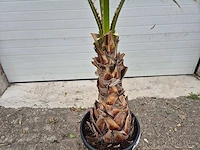Mexicaanse waaierpalm - washingtonia robusta - mediterrane boom - hoogte ca. 160 cm - afbeelding 2 van  3