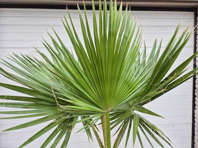 Mexicaanse waaierpalm - washingtonia robusta - mediterrane boom - hoogte ca. 160 cm - afbeelding 3 van  3