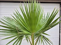 Mexicaanse waaierpalm - washingtonia robusta - mediterrane boom - hoogte ca. 160 cm - afbeelding 3 van  3