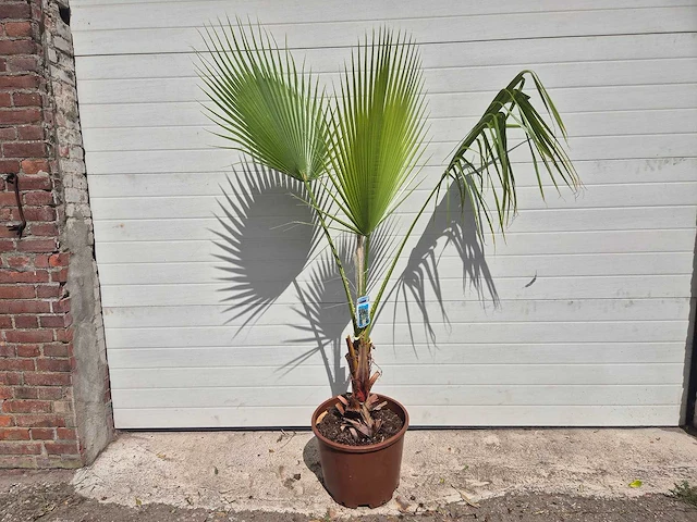 Mexicaanse waaierpalm - washingtonia robusta - mediterrane boom - hoogte ca. 160 cm - afbeelding 1 van  2