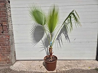 Mexicaanse waaierpalm - washingtonia robusta - mediterrane boom - hoogte ca. 160 cm - afbeelding 1 van  2