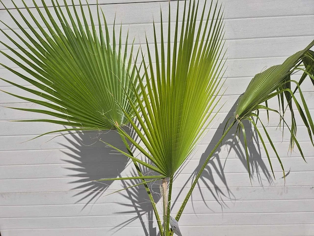 Mexicaanse waaierpalm - washingtonia robusta - mediterrane boom - hoogte ca. 160 cm - afbeelding 2 van  2