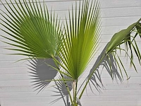 Mexicaanse waaierpalm - washingtonia robusta - mediterrane boom - hoogte ca. 160 cm - afbeelding 2 van  2