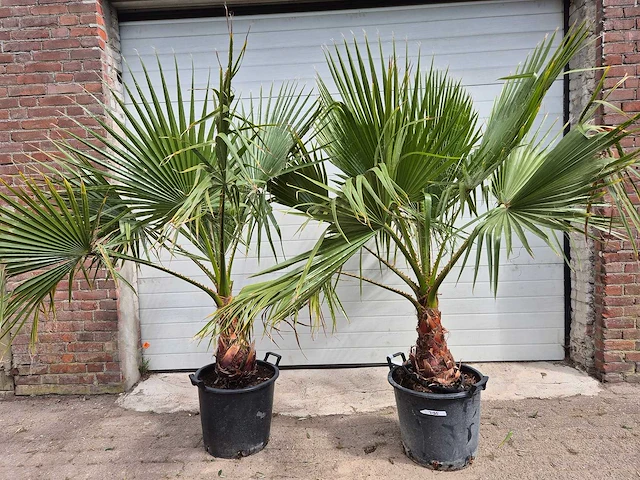 Mexicaanse waaierpalm - washingtonia robusta - mediterrane boom - hoogte ca. 170 cm (2x) - afbeelding 1 van  3