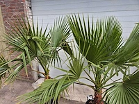 Mexicaanse waaierpalm - washingtonia robusta - mediterrane boom - hoogte ca. 170 cm (2x) - afbeelding 2 van  3