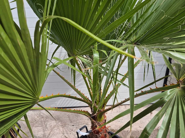 Mexicaanse waaierpalm - washingtonia robusta - mediterrane boom - hoogte ca. 170 cm (2x) - afbeelding 3 van  3