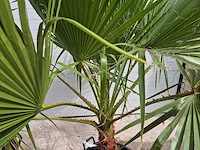 Mexicaanse waaierpalm - washingtonia robusta - mediterrane boom - hoogte ca. 170 cm (2x) - afbeelding 3 van  3