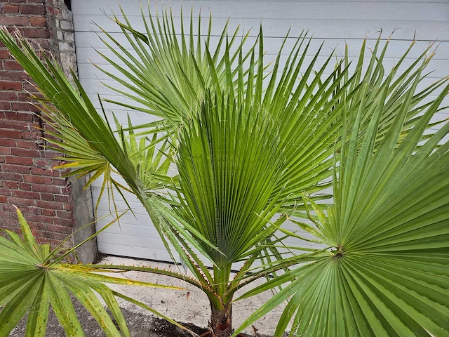 Mexicaanse waaierpalm - washingtonia robusta - mediterrane boom - hoogte ca. 170 cm - afbeelding 2 van  2