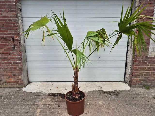 Mexicaanse waaierpalm - washingtonia robusta - mediterrane boom - hoogte ca. 170 cm - afbeelding 1 van  2