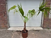 Mexicaanse waaierpalm - washingtonia robusta - mediterrane boom - hoogte ca. 170 cm - afbeelding 1 van  2