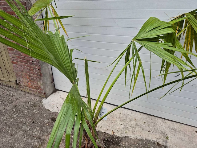 Mexicaanse waaierpalm - washingtonia robusta - mediterrane boom - hoogte ca. 170 cm - afbeelding 2 van  2