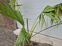 Mexicaanse waaierpalm - washingtonia robusta - mediterrane boom - hoogte ca. 170 cm - afbeelding 2 van  2