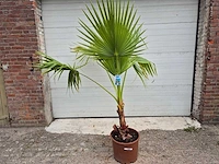 Mexicaanse waaierpalm - washingtonia robusta - mediterrane boom - hoogte ca. 170 cm - afbeelding 1 van  4