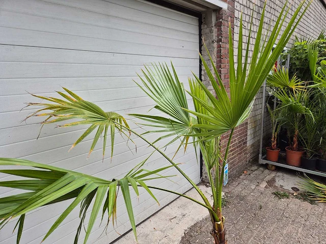 Mexicaanse waaierpalm - washingtonia robusta - mediterrane boom - hoogte ca. 170 cm - afbeelding 2 van  4