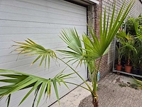 Mexicaanse waaierpalm - washingtonia robusta - mediterrane boom - hoogte ca. 170 cm - afbeelding 2 van  4