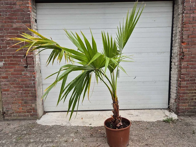 Mexicaanse waaierpalm - washingtonia robusta - mediterrane boom - hoogte ca. 170 cm - afbeelding 3 van  4