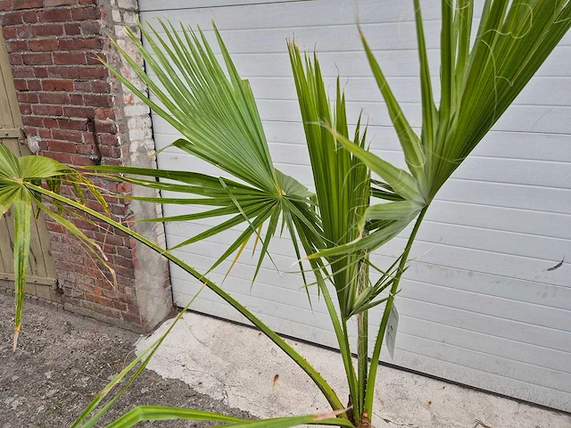 Mexicaanse waaierpalm - washingtonia robusta - mediterrane boom - hoogte ca. 170 cm - afbeelding 4 van  4