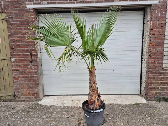 Mexicaanse waaierpalm - washingtonia robusta - mediterrane boom - hoogte ca. 180 cm - afbeelding 1 van  2