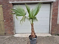 Mexicaanse waaierpalm - washingtonia robusta - mediterrane boom - hoogte ca. 180 cm - afbeelding 1 van  2