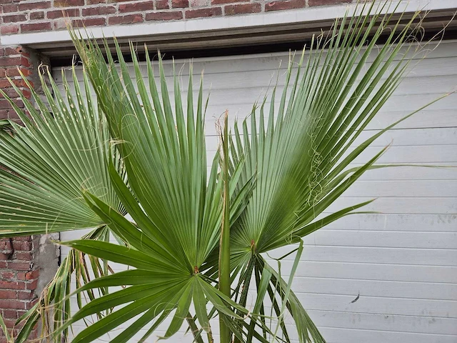 Mexicaanse waaierpalm - washingtonia robusta - mediterrane boom - hoogte ca. 180 cm - afbeelding 2 van  2