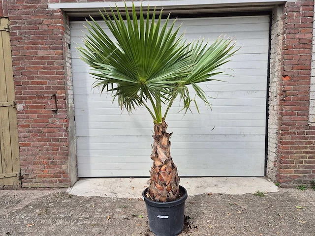 Mexicaanse waaierpalm - washingtonia robusta - mediterrane boom - hoogte ca. 180 cm - afbeelding 1 van  3