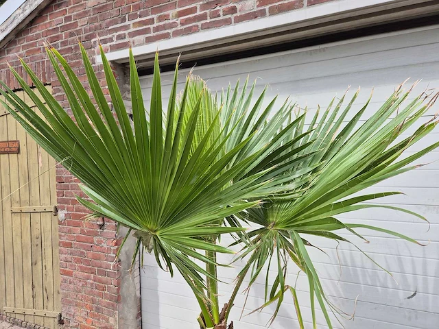 Mexicaanse waaierpalm - washingtonia robusta - mediterrane boom - hoogte ca. 180 cm - afbeelding 2 van  3