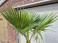 Mexicaanse waaierpalm - washingtonia robusta - mediterrane boom - hoogte ca. 180 cm - afbeelding 2 van  3