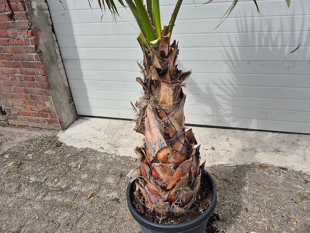 Mexicaanse waaierpalm - washingtonia robusta - mediterrane boom - hoogte ca. 180 cm - afbeelding 3 van  3