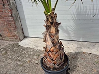 Mexicaanse waaierpalm - washingtonia robusta - mediterrane boom - hoogte ca. 180 cm - afbeelding 3 van  3
