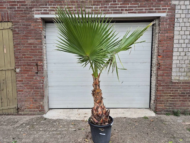 Mexicaanse waaierpalm - washingtonia robusta - mediterrane boom - hoogte ca. 180 cm - afbeelding 1 van  3