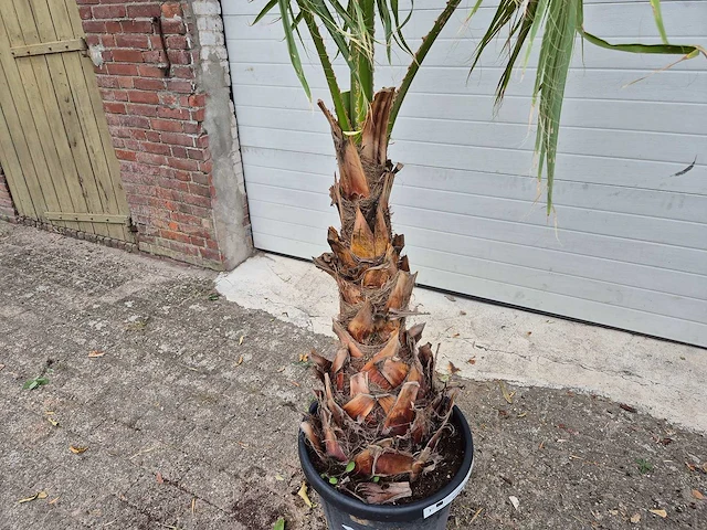 Mexicaanse waaierpalm - washingtonia robusta - mediterrane boom - hoogte ca. 180 cm - afbeelding 2 van  3