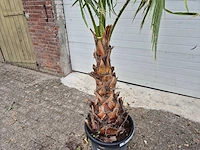 Mexicaanse waaierpalm - washingtonia robusta - mediterrane boom - hoogte ca. 180 cm - afbeelding 2 van  3