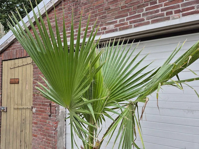 Mexicaanse waaierpalm - washingtonia robusta - mediterrane boom - hoogte ca. 180 cm - afbeelding 3 van  3