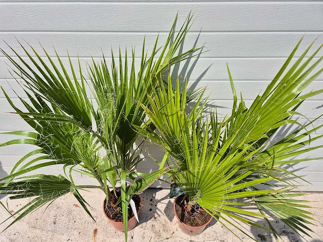 Mexicaanse waaierpalm - washingtonia robusta - mediterrane boom - hoogte ca. 90 cm (2x) - afbeelding 2 van  3