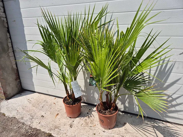 Mexicaanse waaierpalm - washingtonia robusta - mediterrane boom - hoogte ca. 90 cm (2x) - afbeelding 1 van  3