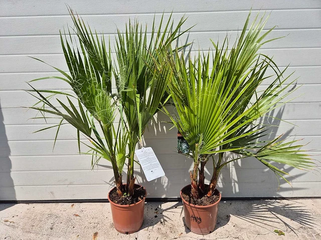 Mexicaanse waaierpalm - washingtonia robusta - mediterrane boom - hoogte ca. 90 cm (2x) - afbeelding 3 van  3