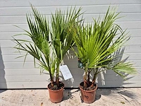 Mexicaanse waaierpalm - washingtonia robusta - mediterrane boom - hoogte ca. 90 cm (2x) - afbeelding 3 van  3