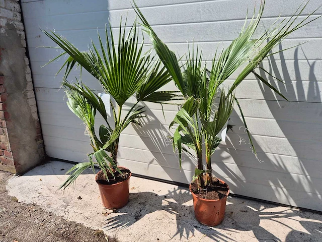 Mexicaanse waaierpalm - washingtonia robusta - mediterrane boom - hoogte ca. 90 cm (2x) - afbeelding 1 van  3