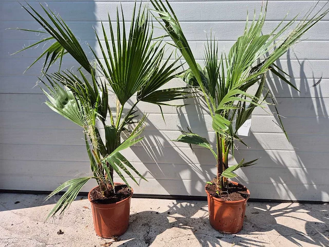 Mexicaanse waaierpalm - washingtonia robusta - mediterrane boom - hoogte ca. 90 cm (2x) - afbeelding 2 van  3