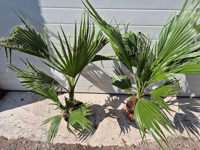 Mexicaanse waaierpalm - washingtonia robusta - mediterrane boom - hoogte ca. 90 cm (2x) - afbeelding 3 van  3