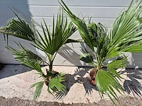 Mexicaanse waaierpalm - washingtonia robusta - mediterrane boom - hoogte ca. 90 cm (2x) - afbeelding 3 van  3