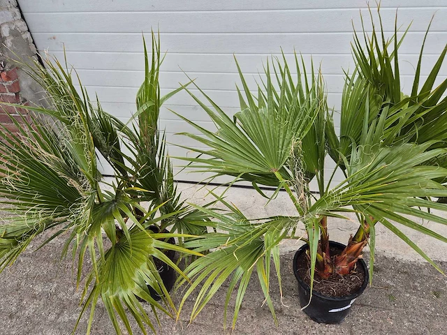 Mexicaanse waaierpalm - washingtonia robusta - mediterrane boom - hoogte ca. 90 cm (2x) - afbeelding 2 van  2