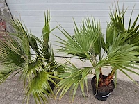 Mexicaanse waaierpalm - washingtonia robusta - mediterrane boom - hoogte ca. 90 cm (2x) - afbeelding 2 van  2