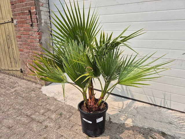 Mexicaanse waaierpalm - washingtonia robusta - mediterrane boom - hoogte ca. 90 cm - afbeelding 1 van  2