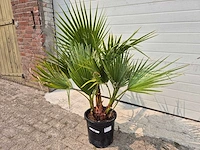Mexicaanse waaierpalm - washingtonia robusta - mediterrane boom - hoogte ca. 90 cm - afbeelding 1 van  2
