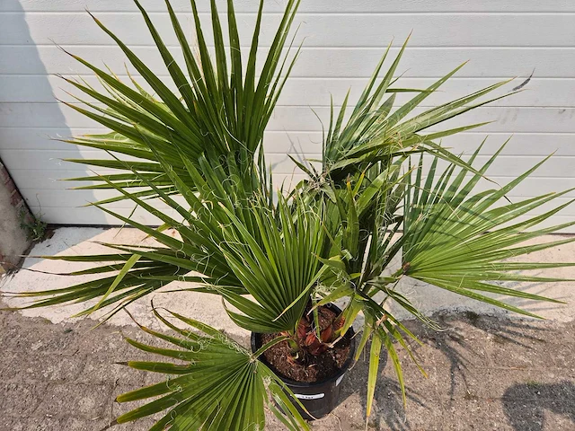Mexicaanse waaierpalm - washingtonia robusta - mediterrane boom - hoogte ca. 90 cm - afbeelding 2 van  2