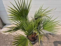 Mexicaanse waaierpalm - washingtonia robusta - mediterrane boom - hoogte ca. 90 cm - afbeelding 2 van  2