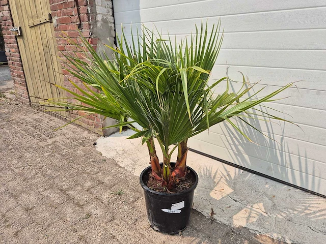 Mexicaanse waaierpalm - washingtonia robusta - mediterrane boom - hoogte ca. 90 cm - afbeelding 1 van  2