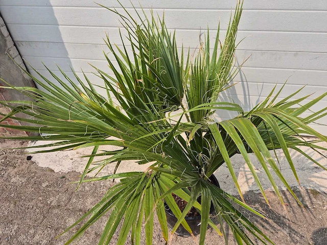 Mexicaanse waaierpalm - washingtonia robusta - mediterrane boom - hoogte ca. 90 cm - afbeelding 2 van  2