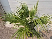 Mexicaanse waaierpalm - washingtonia robusta - mediterrane boom - hoogte ca. 90 cm - afbeelding 2 van  2